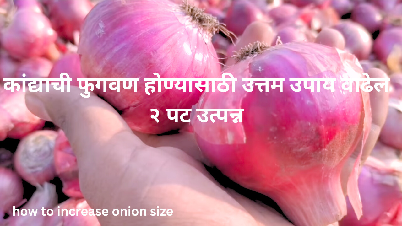 how to increase onion size