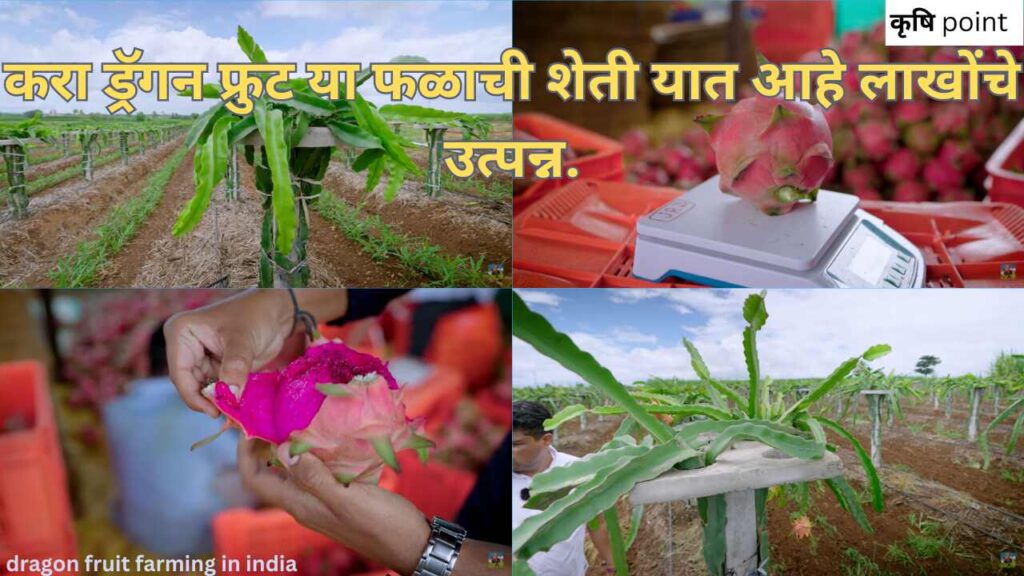 dragon fruit farming in india करा ड्रॅगन फ्रुट या फळाची शेती यात आहे लाखोंचे उत्पन्न.