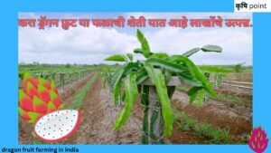 dragon fruit farming in india करा ड्रॅगन फ्रुट या फळाची शेती यात आहे लाखोंचे उत्पन्न.