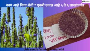 chia seeds farming in marathi काय आहे चिया शेती ? एकरी उत्पन्न आहे ५ ते ६ लाखांपर्यंत