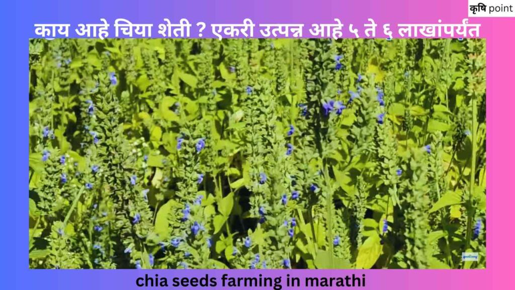 chia seeds farming in marathi काय आहे चिया शेती ? एकरी उत्पन्न आहे ५ ते ६ लाखांपर्यंत