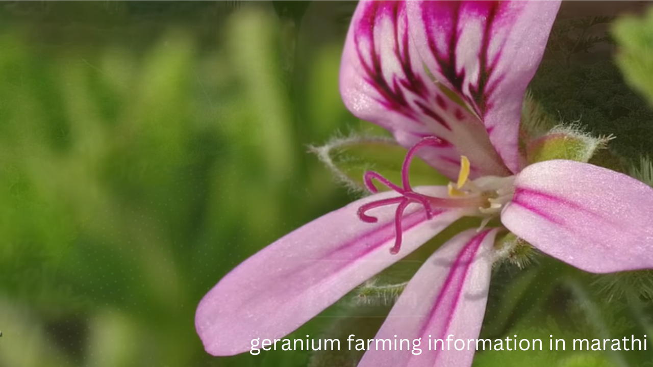 geranium farming information in marathi