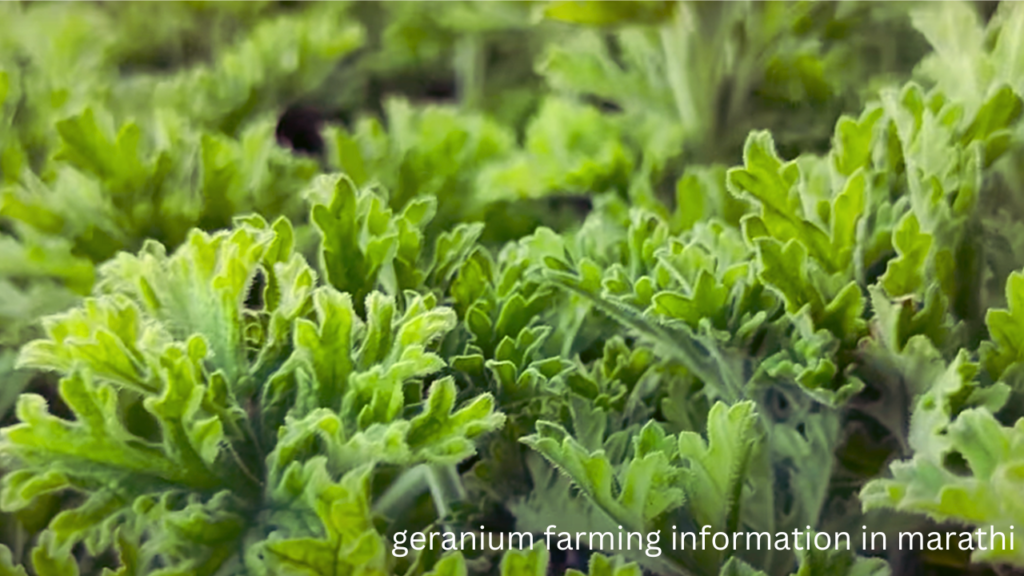 geranium farming information in marathi 