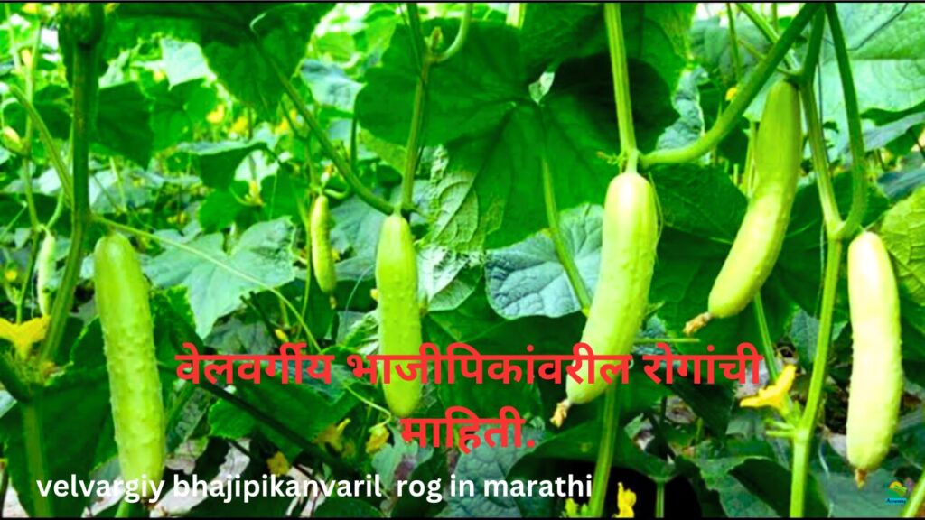 velvargiy bhajipikanvaril rog in marathi 