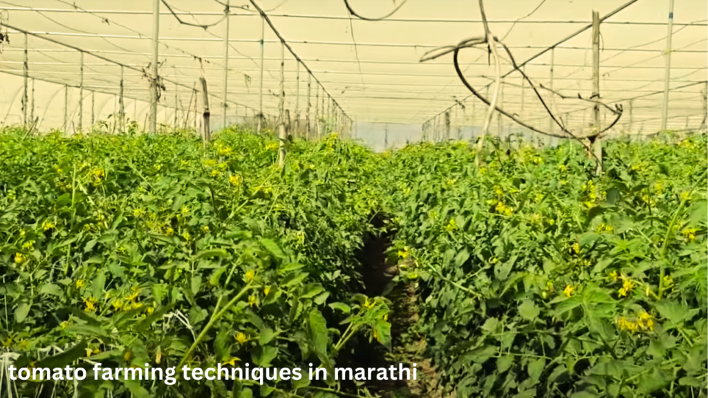 tomato farming techniques in marathi