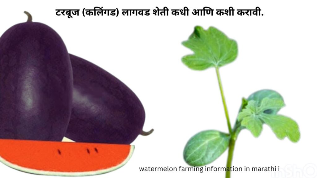 watermelon farming information in marathi