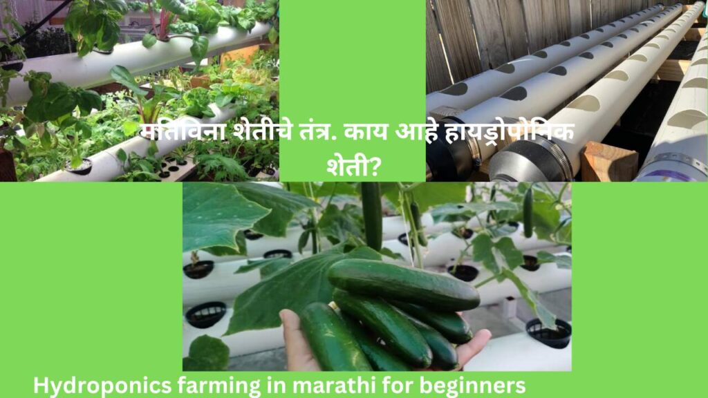 Hydroponics farming in marathi for beginners