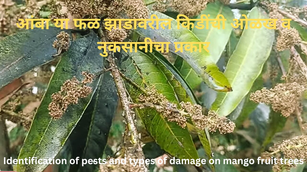 Identification of pests and types of damage on mango fruit trees