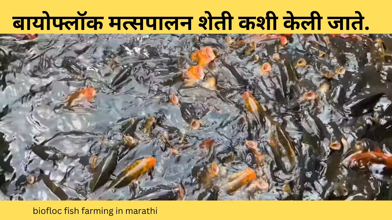 biofloc fish farming in marathi