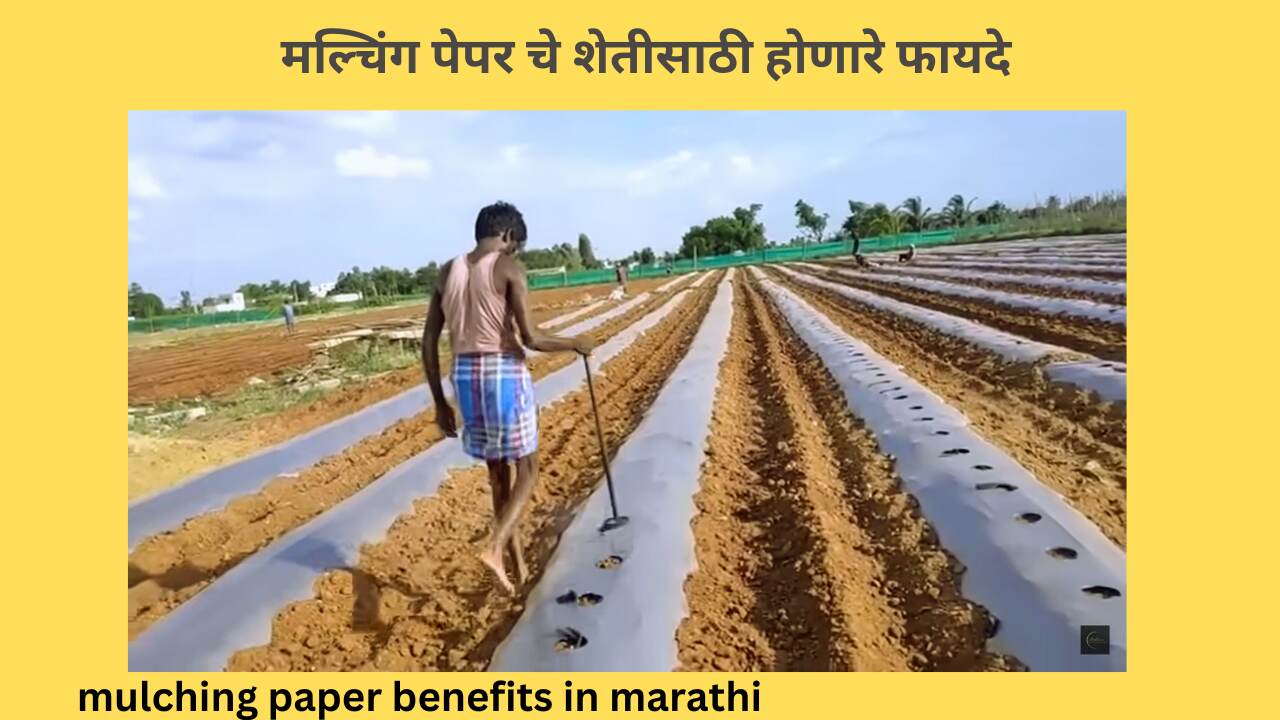 mulching paper benefits in marathi
