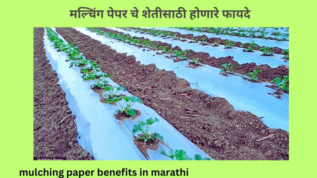 mulching paper benefits in marathi 
