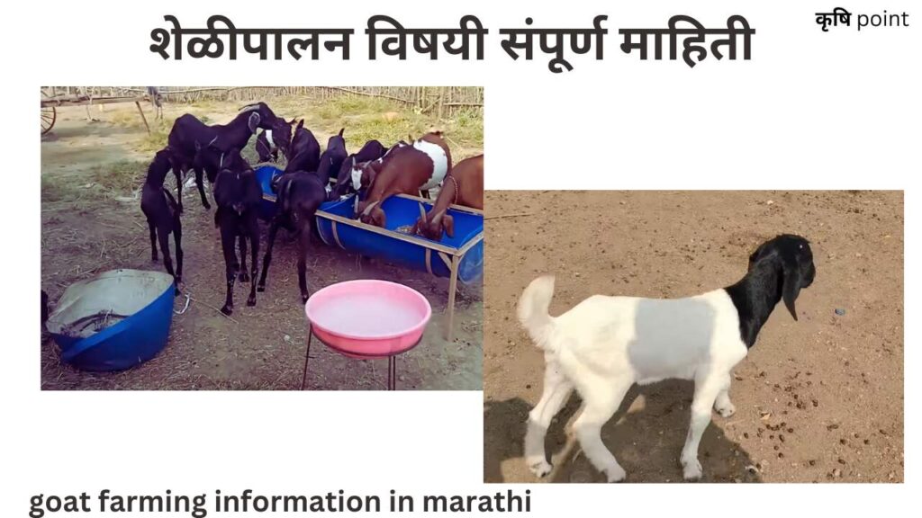 goat farming information in marathi