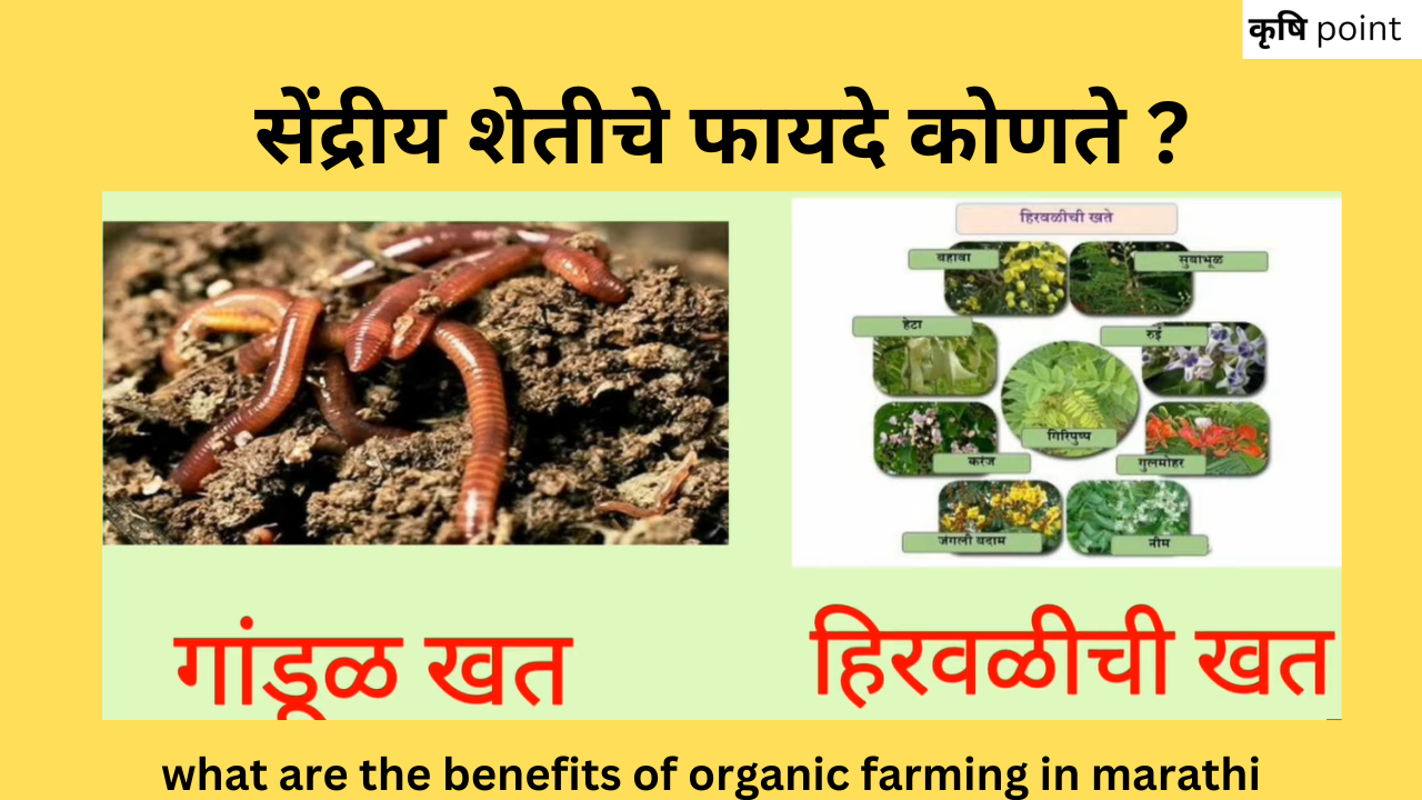 what are the benefits of organic farming in marathi सेंद्रीय शेतीचे फायदे कोणते ?