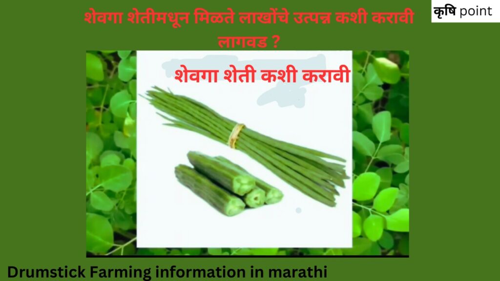 Drumstick Farming information in marathi शेवगा शेतीमधून मिळते लाखोंचे उत्पन्न कशी करावी लागवड ?