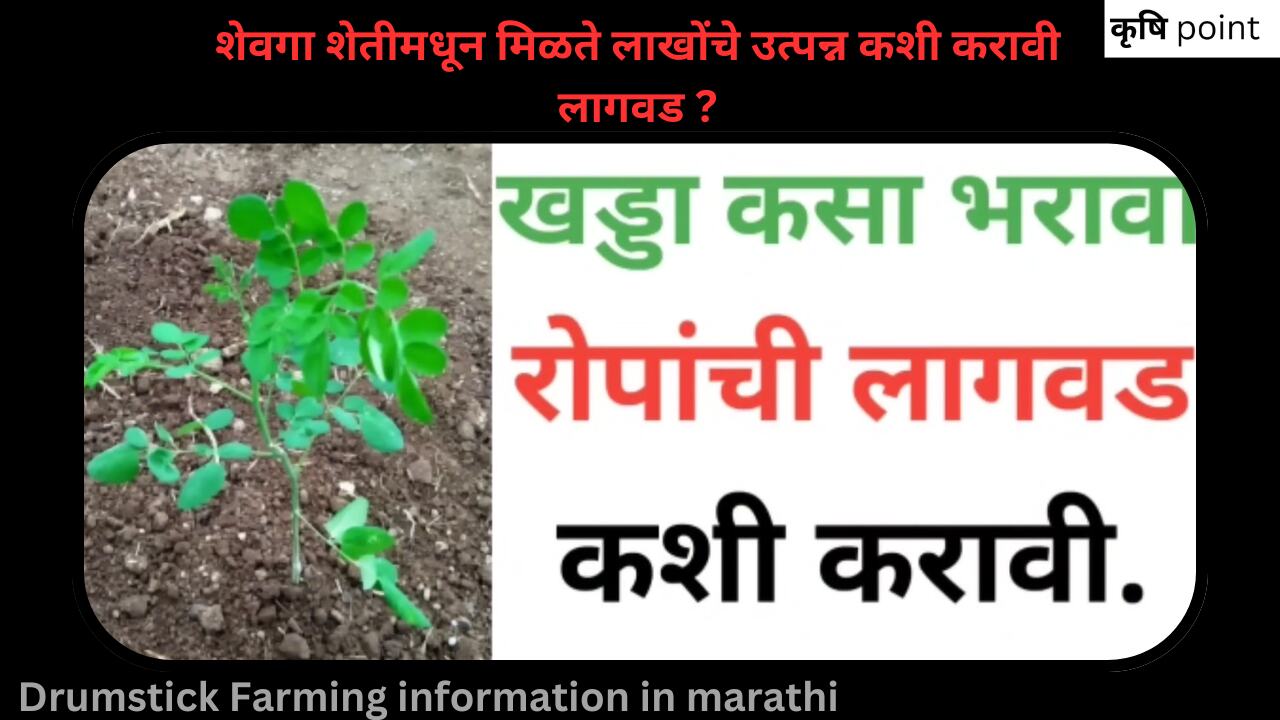 Drumstick Farming information in marathi शेवगा शेतीमधून मिळते लाखोंचे उत्पन्न कशी करावी लागवड ?