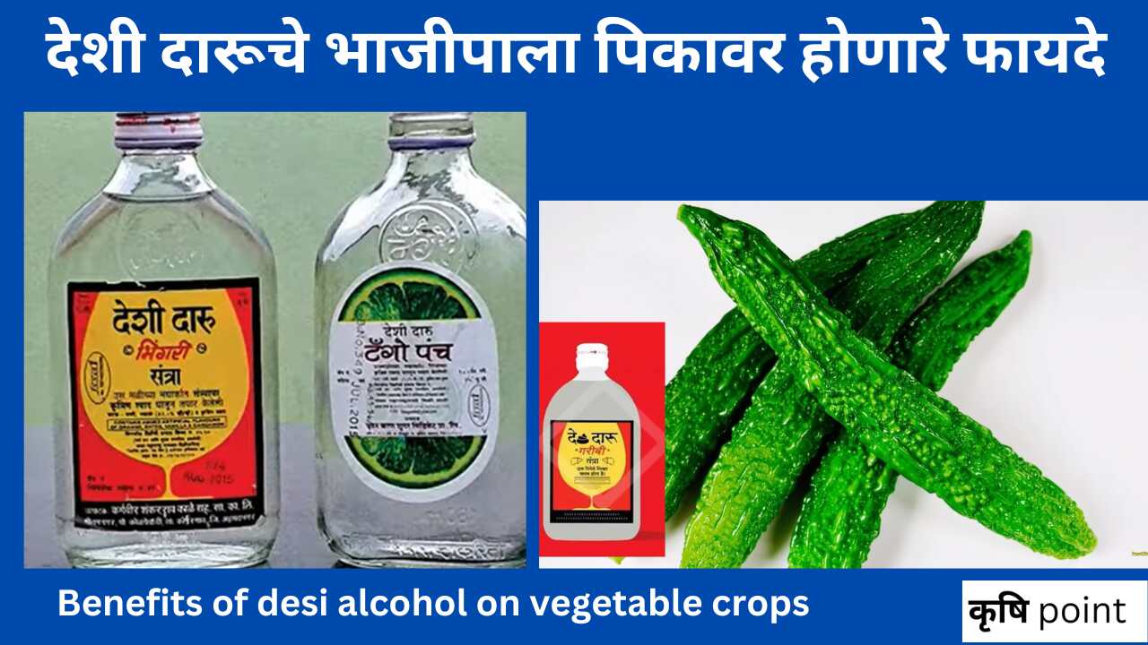 Benefits of desi alcohol on vegetable crops