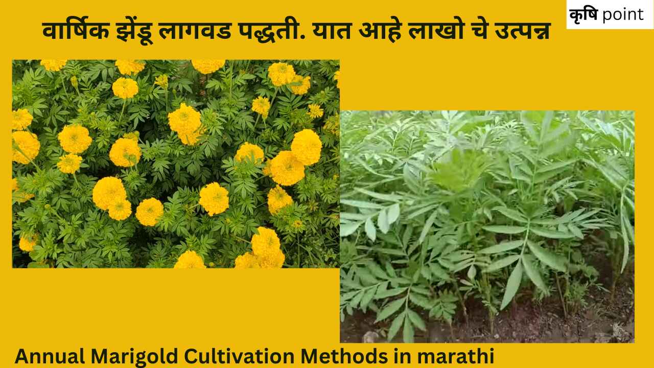 Annual Marigold Cultivation Methods in marathi वार्षिक झेंडू लागवड पद्धती. यात आहे लाखो चे उत्पन्न