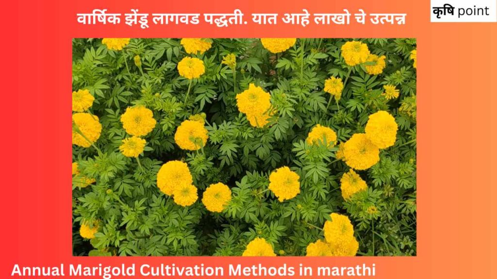 Annual Marigold Cultivation Methods in marathi वार्षिक झेंडू लागवड पद्धती. यात आहे लाखो चे उत्पन्न