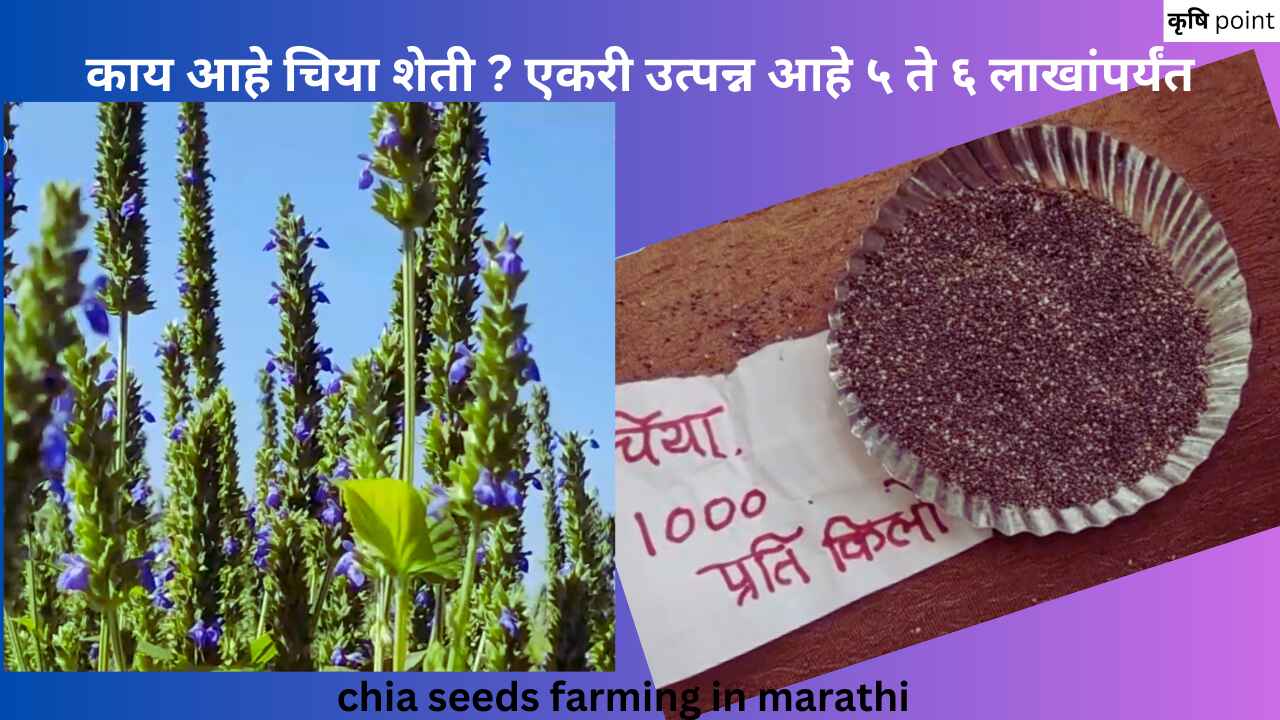 chia seeds farming in marathi काय आहे चिया शेती ? एकरी उत्पन्न आहे ५ ते ६ लाखांपर्यंत