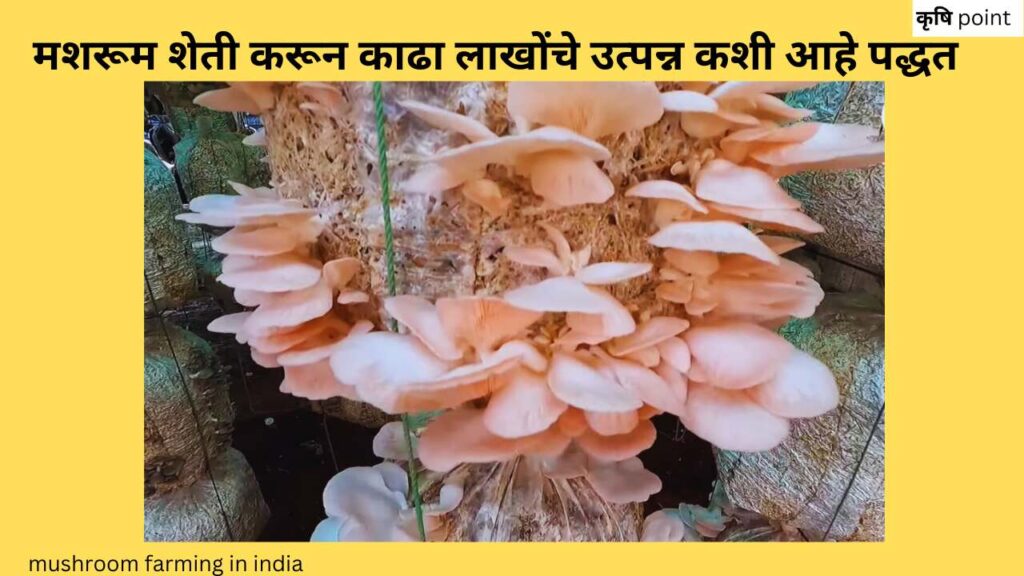 mushroom farming in india मशरूम शेती करून काढा लाखोंचे उत्पन्न कशी आहे पद्धत
