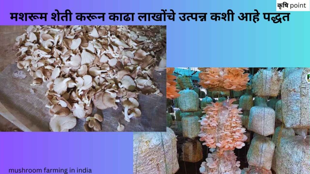 mushroom farming in india मशरूम शेती करून काढा लाखोंचे उत्पन्न कशी आहे पद्धत