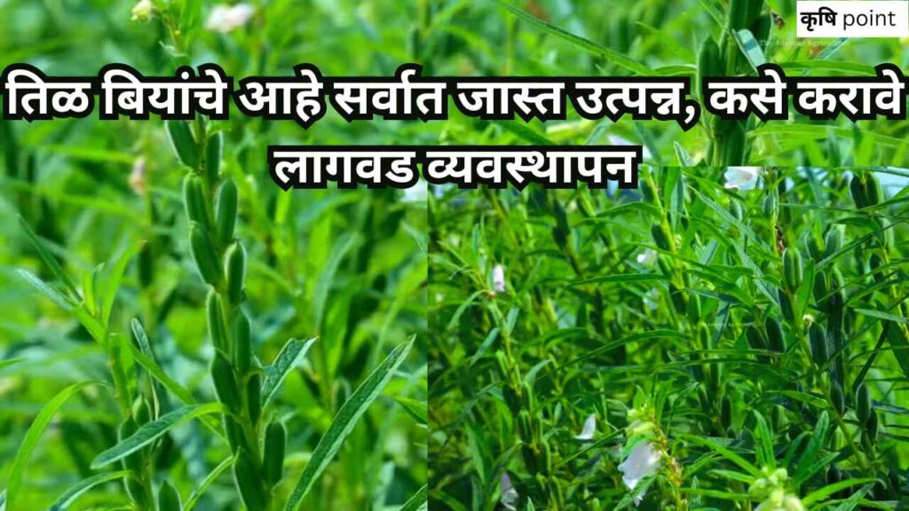 sesame seeds farming in india तिळ बियांचे आहे सर्वात जास्त उत्पन्न, कसे करावे लागवड व्यवस्थापन