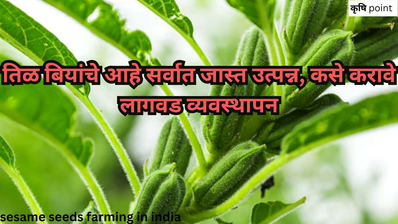 sesame seeds farming in india तिळ बियांचे आहे सर्वात जास्त उत्पन्न, कसे करावे लागवड व्यवस्थापन