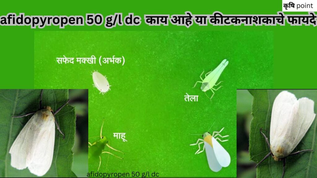 afidopyropen 50 g/l dc in marathi (एफिडोपाइरोपेन 50 जी/एल डीसी) काय आहे या कीटकनाशकाचे फायदे या विषयी सविस्तर माहिती बघणार आहोत.