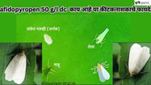 afidopyropen 50 g/l dc (एफिडोपाइरोपेन 50 जी/एल डीसी) काय आहे या कीटकनाशकाचे फायदे या विषयी सविस्तर माहिती बघणार आहोत.