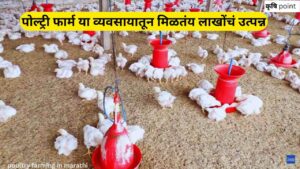 poultry farming in marathi पोल्ट्री फार्म या व्यवसायातून मिळतंय लाखोंचं उत्पन्न