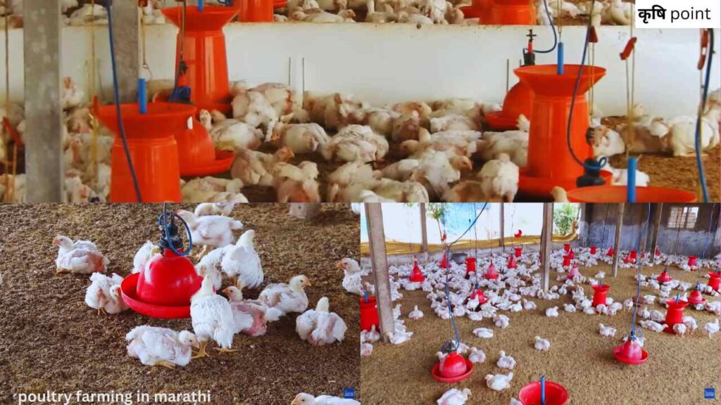 poultry farming in marathi पोल्ट्री फार्म या व्यवसायातून मिळतंय लाखोंचं उत्पन्न