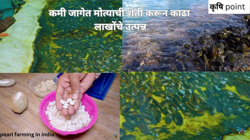 pearl farming in india कमी जागेत मोत्याची शेती करून काढा लाखोंचे उत्पन्न