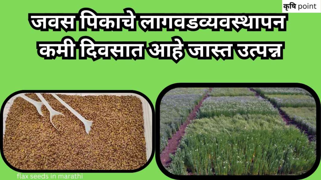 flax seeds in marathi जवस पिकाचे लागवडव्यवस्थापन कमी दिवसात आहे जास्त उत्पन्न