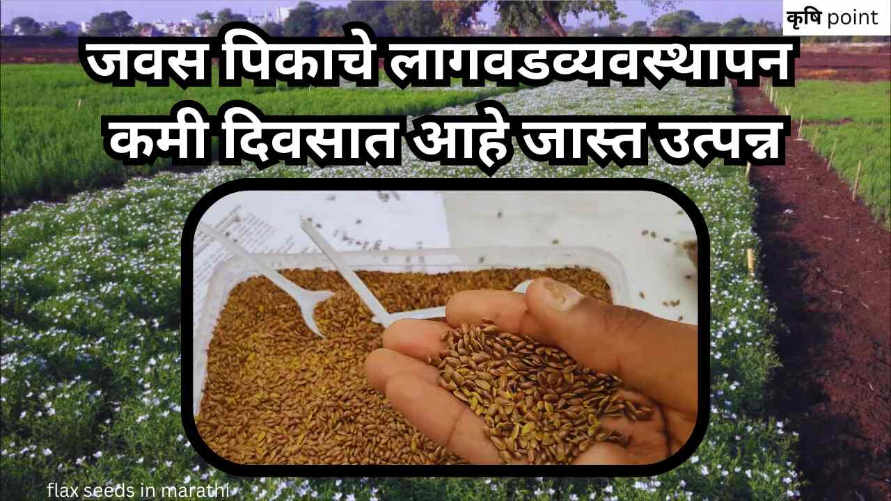 flax seeds in marathi जवस पिकाचे लागवडव्यवस्थापन कमी दिवसात आहे जास्त उत्पन्न