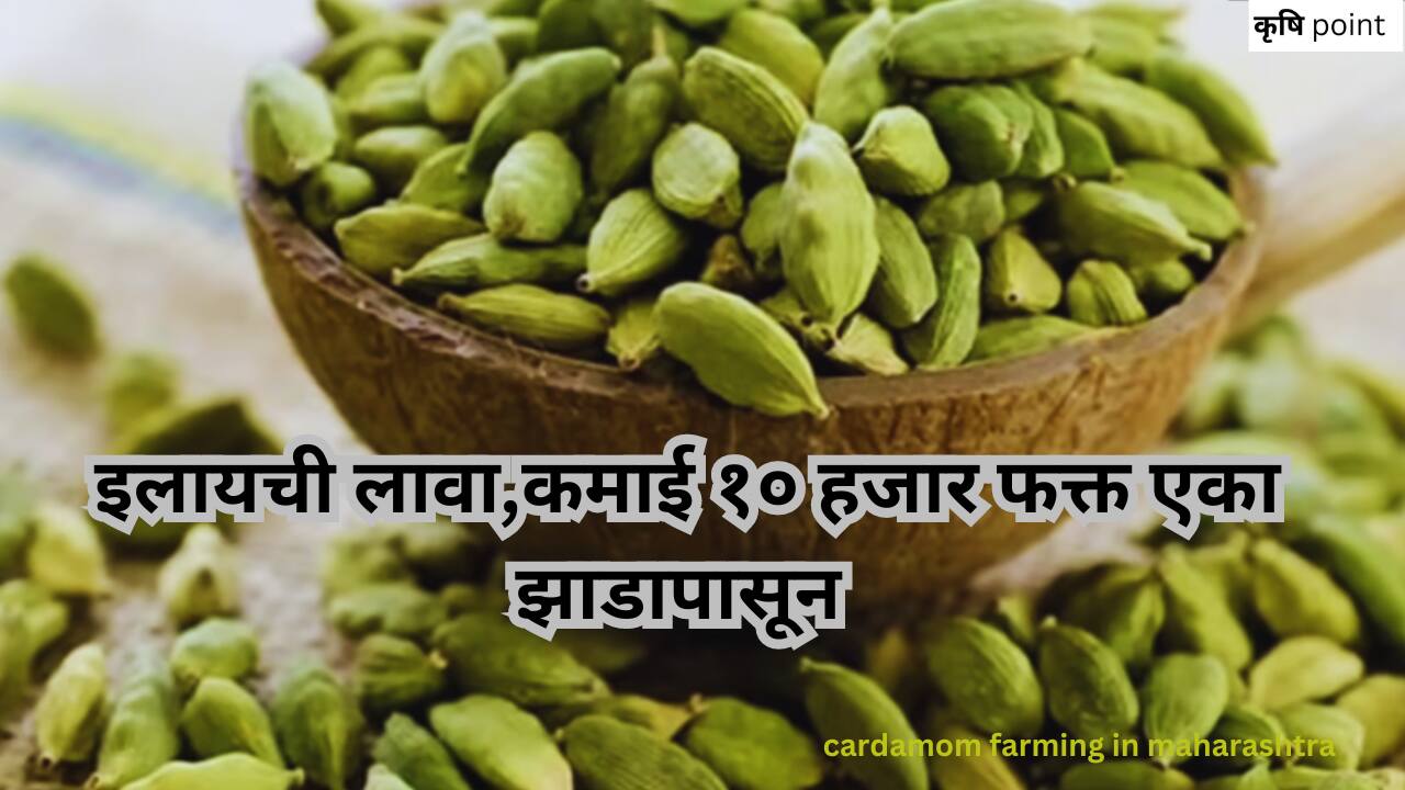 cardamom farming in maharashtra इलायची घरी लावा,कमाई १० हजार फक्त एका झाडापासून